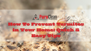 How To Prevent Termites in Your Home: Quick & Easy Tips