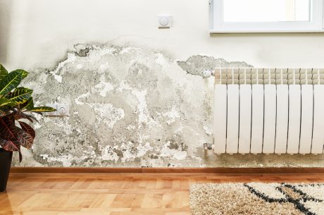 wall showing mold infestation