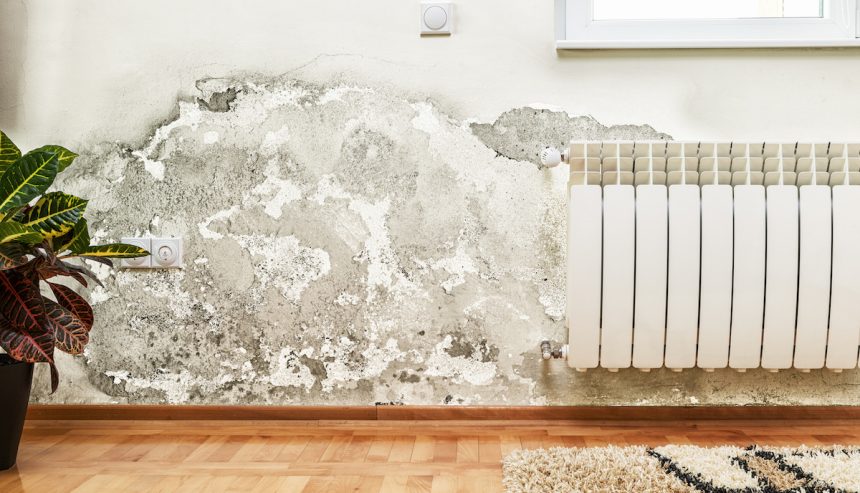 wall showing mold infestation