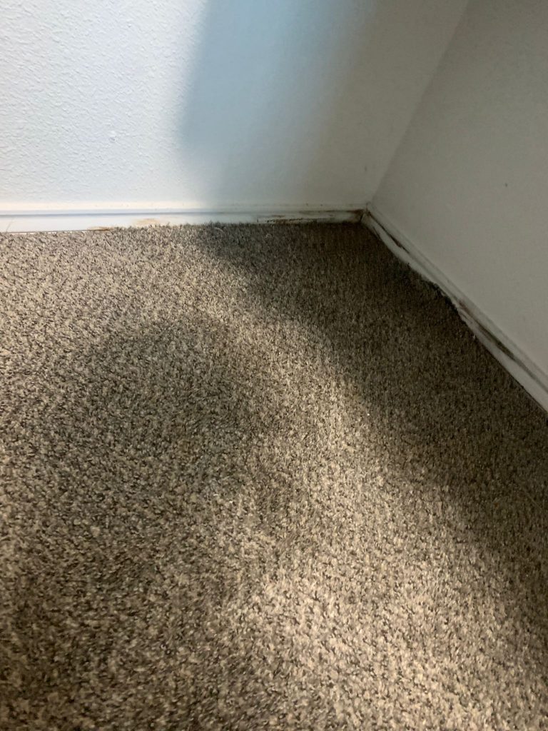 mold in carpet after water damage