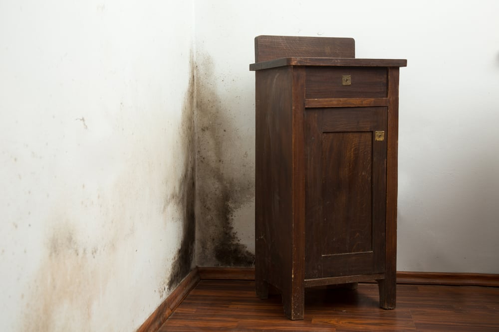 How to Detect Mold in Walls