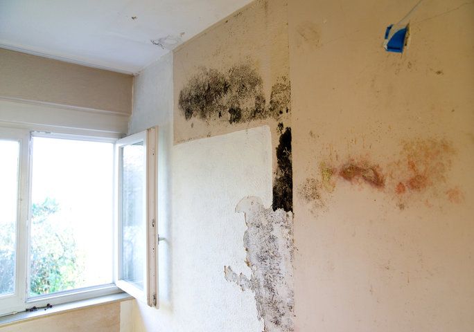 How to Detect Mold in Walls