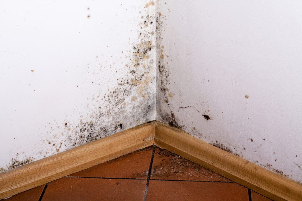 Microbial growth on a white wall, tile floor and wood baseboards