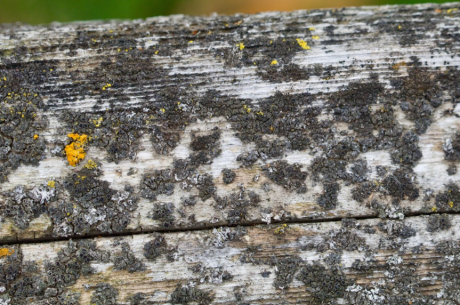 What Kills Mold Permanently on Wood (How to Remove it)