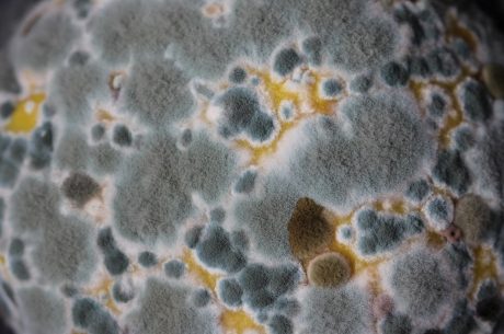 Mold Toxicity