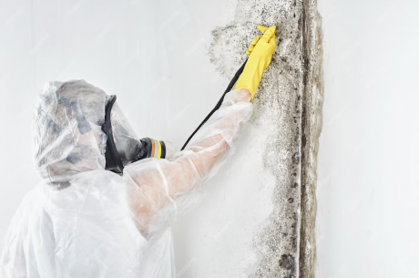 Mold removal near me