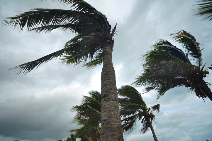 Palm trees have adapted to surviving strong hurricane winds.