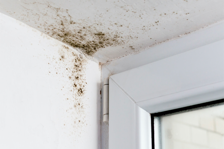 Mold Removal