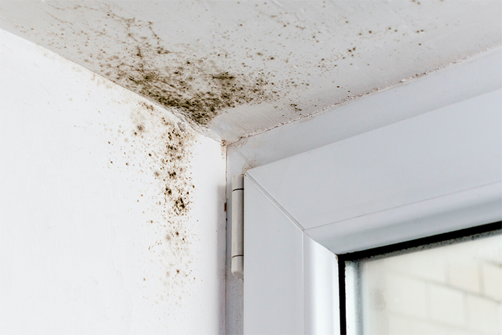 Mold Removal