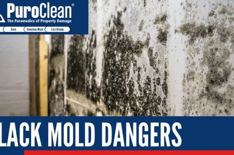 Black Mold