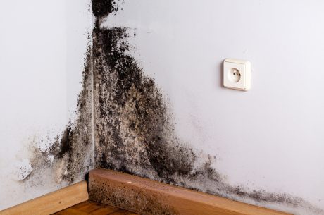 mold in closet