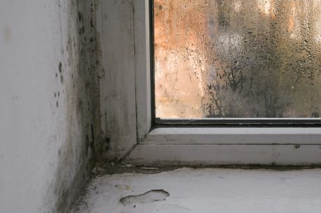 Mold and Mildew