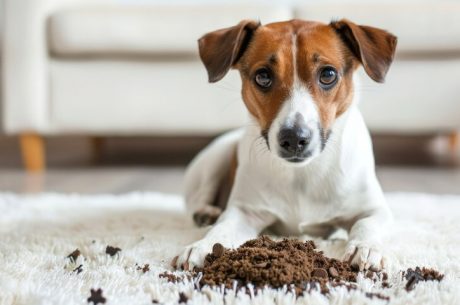 dog sitting near a mess on a carpet