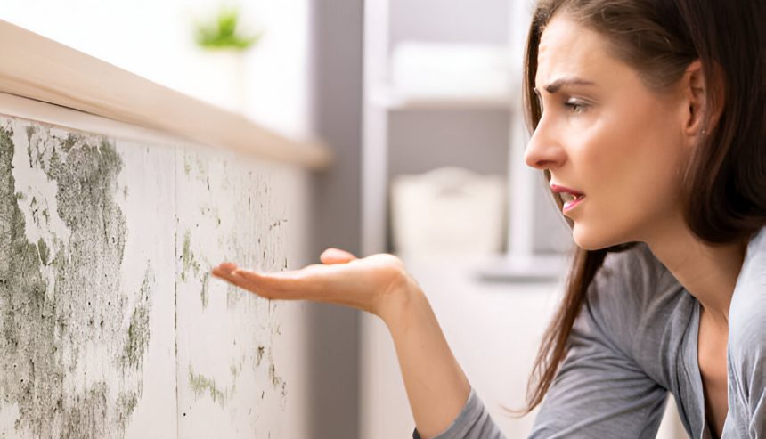 Here’s What to Do After Discovering Mold in Your Home in Sarasota: