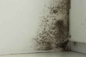 mold removal in Georgia