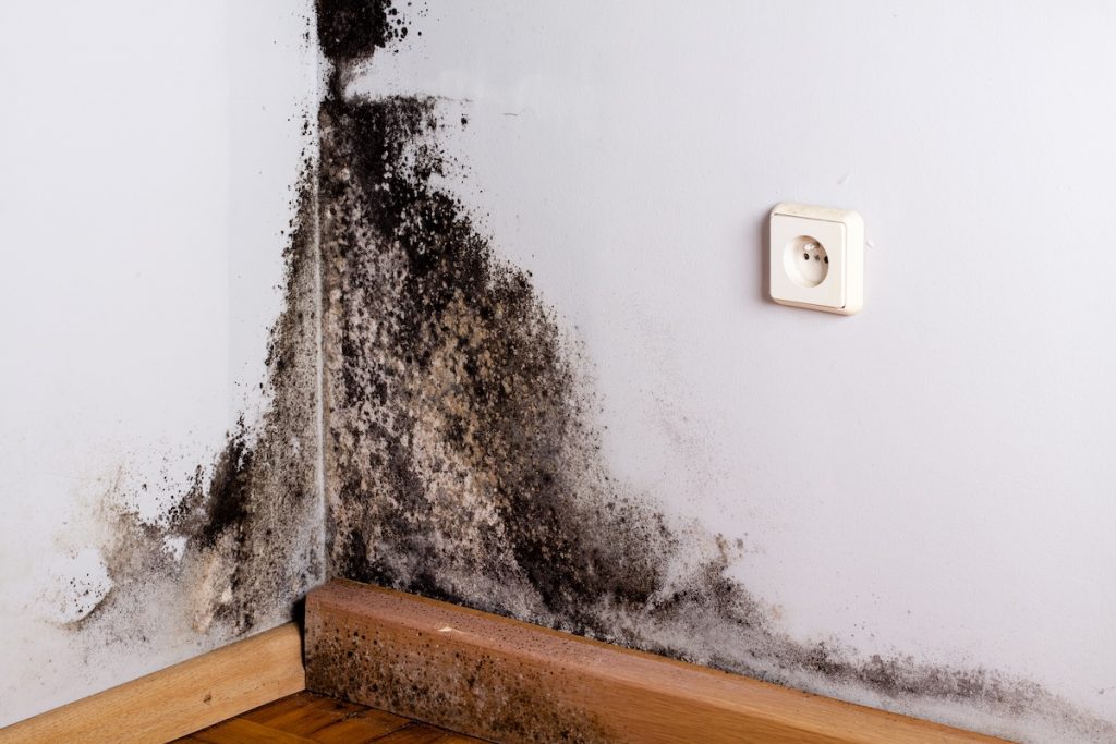 Mold on wall that requires water damage restoration