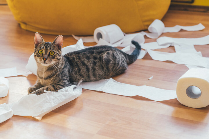 Cat making a mess out of toilet paper