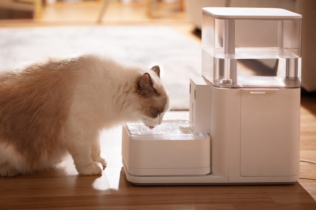 mold in cat water fountains