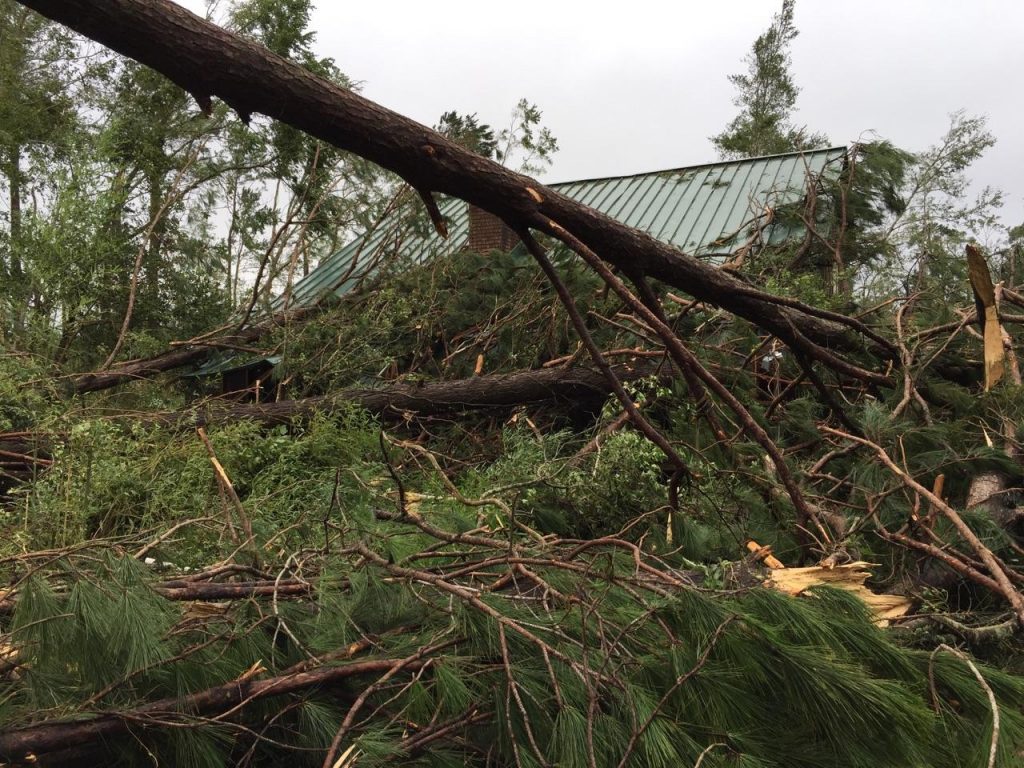 trees down - tornado
