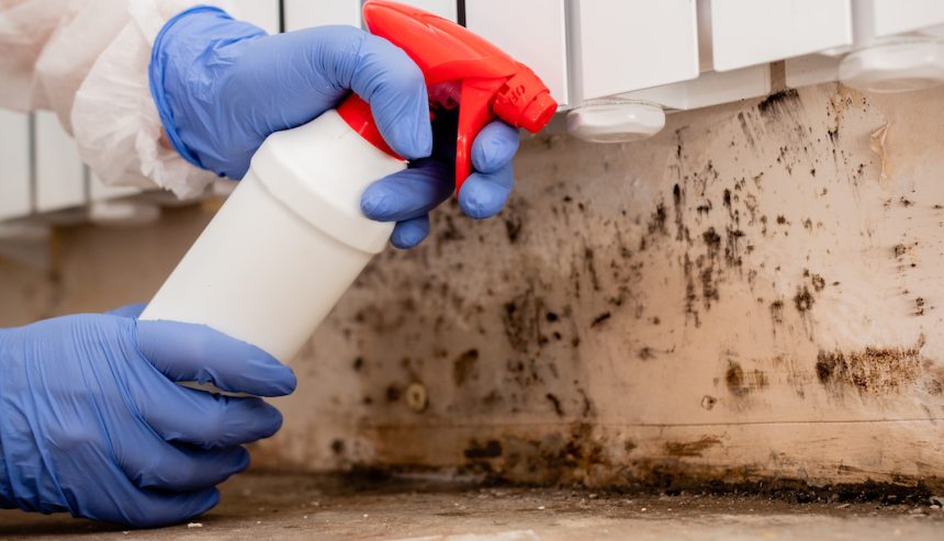 Mold Remediation