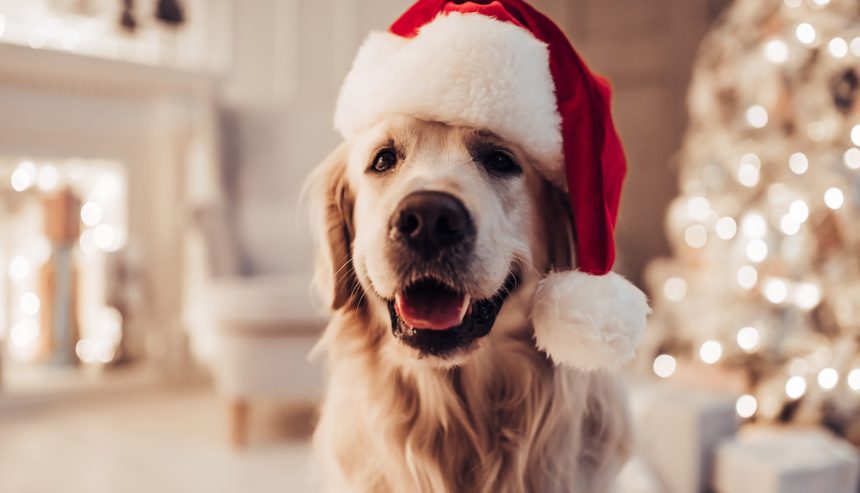 Golden retriever wearing a Santa hat with a white living room and Christmas tree in the background