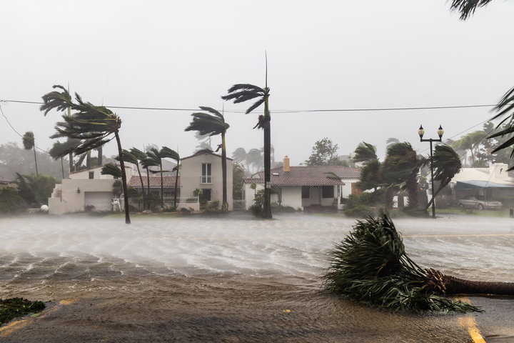 While palm trees have adapted to withstand hurricane winds, man-made structures have not.