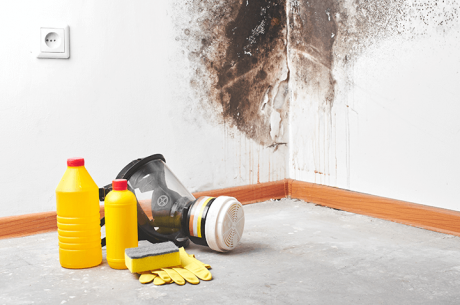 mold remediation