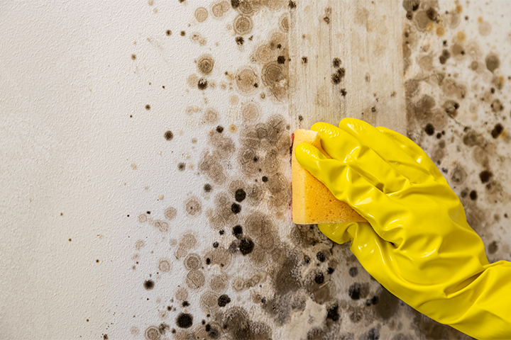 Mold Remediation