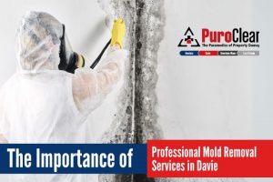 Mold Removal