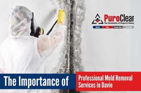 Mold Removal