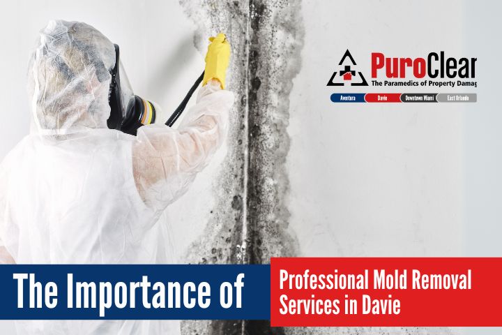 Mold Removal