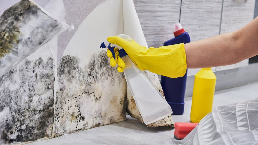 Mold Removal: DIY vs. Professional Service