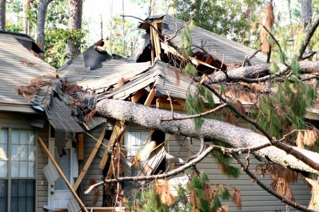 tree damage