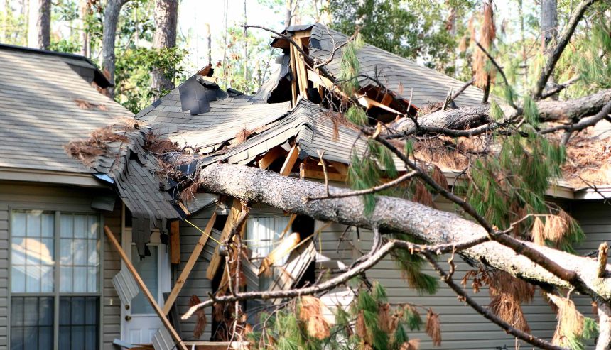 tree damage