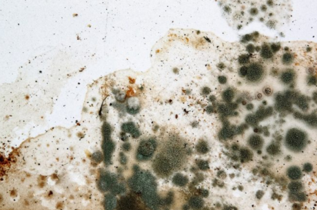 10 Interesting Facts About Mold You Should Know