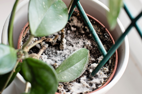 How to Treat and Prevent Mold in Household Plants