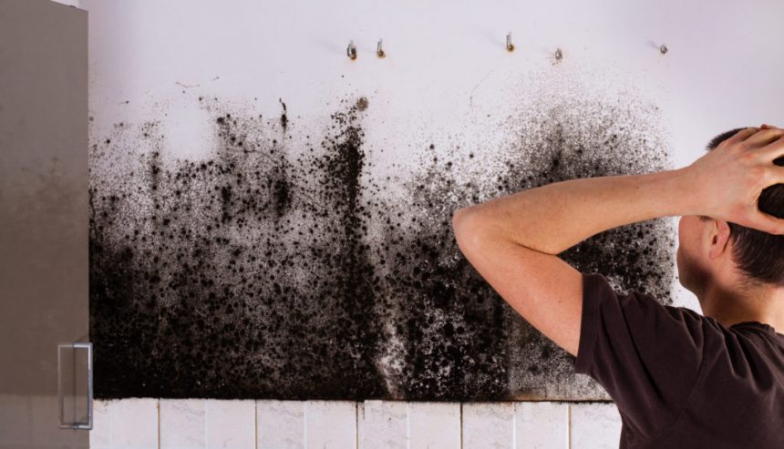 How to Get Rid of Black Mold in New Jersey