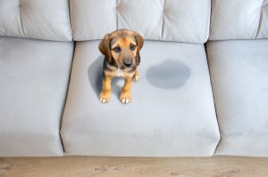 remove pet stains from carpet