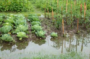 A flooded garden in Forth Wroth.