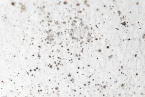 painting a bathroom ceiling with mold