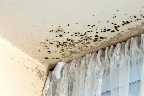 mold growth on a ceiling