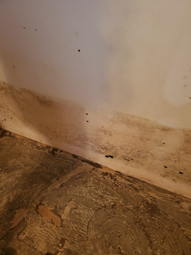 mold-on-the walls