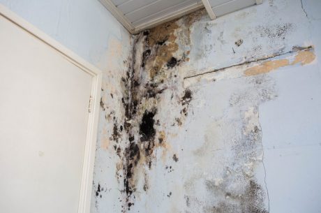 Wet damage on the wall leads to mold growth.