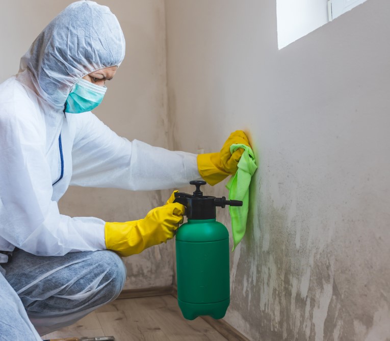 Professional Mold Remediation vs. DIY Removal