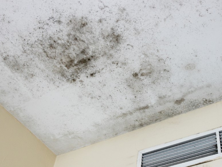 Mold Growth