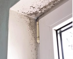 Top Tips for Preventing Mold Growth After Water Damage in Jacksonville's Humid Climate