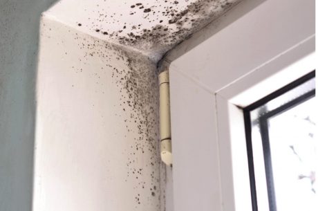 Top Tips for Preventing Mold Growth After Water Damage in Jacksonville's Humid Climate