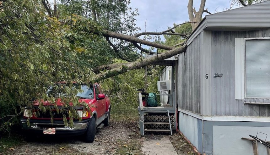 tree removal