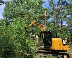 Lafayette storm damage, tree removal and temporary repairs