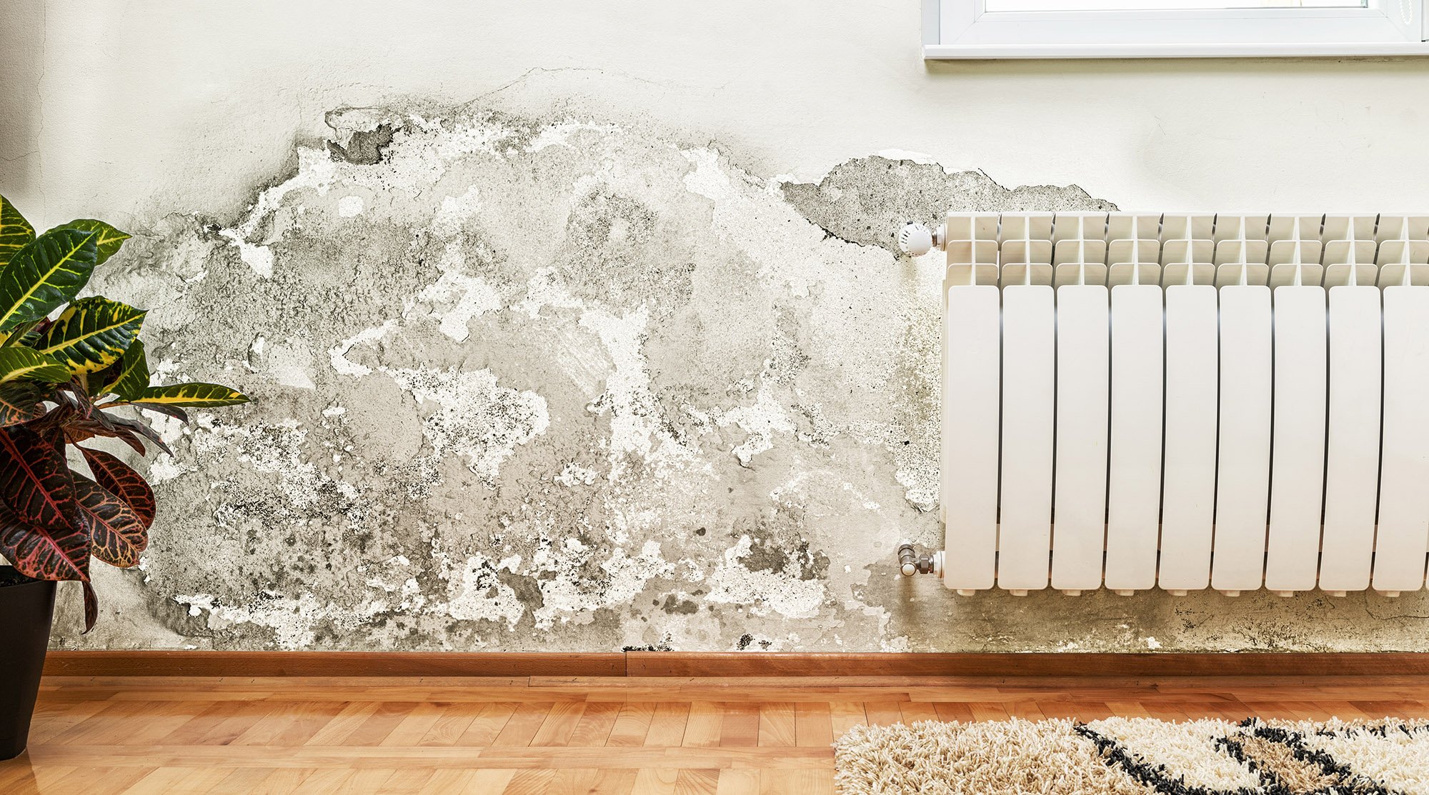 How to Test for Mold (Even If You Can't See It) - Bob Vila